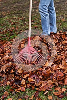 Rake leaves. Leaves. Gardening in the fall.