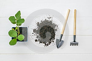 Rake, shovel, plant and soil on a white wooden background.