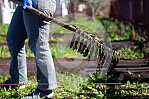 Rake work on a garden plot on a spring day