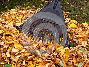 Raking autumn leaves