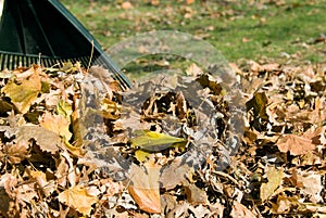 Raking autumn leaves