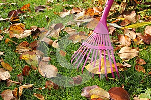 Raking autumnal leaves at garden lawn