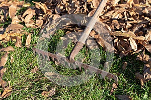 Raking dry leaves with gardening tools. Autumn cleaning on the l