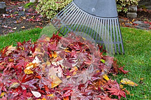 Raking Fall Leaves in Garden Yard autumn season