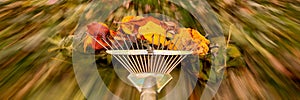 Raking fallen leaves in the garden. Rake in motion as it is dragging colorful autumn leaves over the grass of a yard.