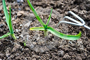 raking of garlic plantation in the vegetable garden