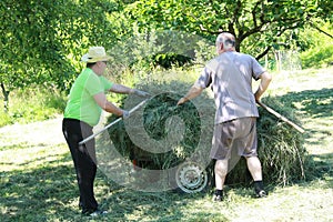 Two men putting the grass on the trailor. Farm chores, working on a field and raking the grass photo