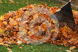 Raking leaf pile