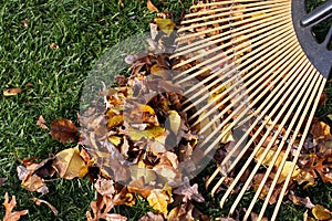 Raking leaves.