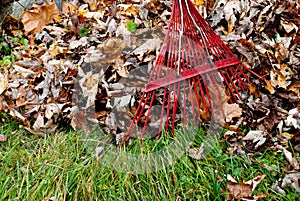 Raking Leaves