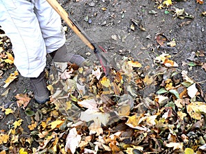 Raking leaves