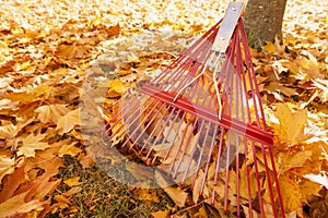 Raking leaves detail of metal rake leaning up against the trunk of a maple tree with piles of bright yellow leaves on the ground