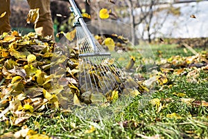 Raking leaves with fan rake from the lawn