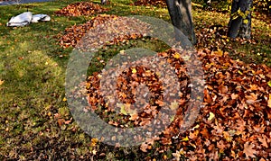 Raking leaves on piles. the leaves are taken to a composting plant or to a community composter. cleaning the yard behind the house