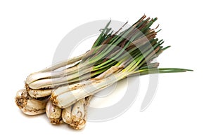 Rakkyo-Allium chinense