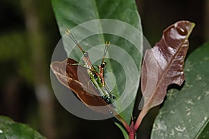 Rakwana ornata - cricket