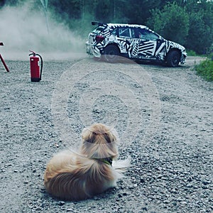 Rallycar and Tibetanspaniel