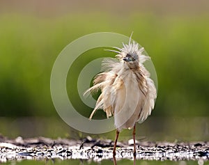 Ralreiger, Squacco Heron, Ardeola ralloides