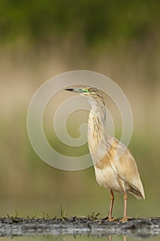 Ralreiger, Squacco Heron, Ardeola ralloides