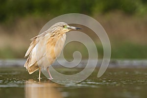 Ralreiger, Squacco Heron, Ardeola ralloides