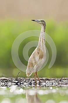 Ralreiger, Squacco Heron, Ardeola ralloides