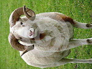 Ram