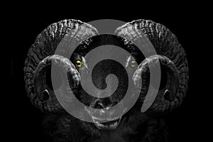 Ram animal , Close up of head and horns of a wild big horned , isolated black white