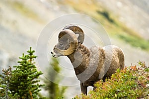 Ram big horn sheep