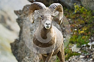 Ram big horn sheep photo