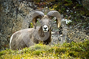 Ram big horn sheep