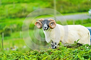 A ram with big horns