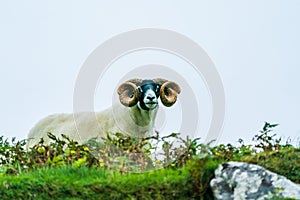 A ram with big horns