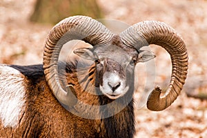 Ram with big horns in the forest photo