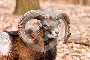 Ram with big horns in the forest photo