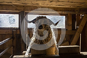 ram with big horns stands in a fence. A macro of a sheep's nose and mouth