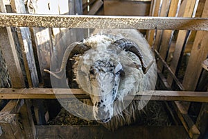 A ram with big horns stands in a fence. A macro of a sheep\'s nose and mouth