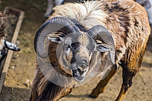 A ram with big horns walks around the zoo