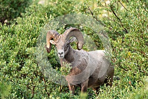 Ram bighorn sheep along the Grinnell Glacier Trail in Glacier National Park Montana
