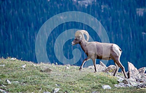 Ram bighorn sheep on a mountain edge