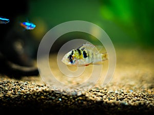 Ram cichlid Mikrogeophagus ramirezi in a fish tank