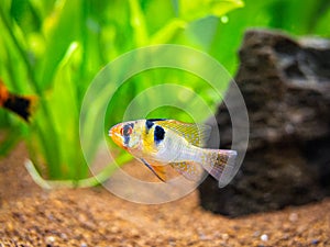 Ram cichlid Mikrogeophagus ramirezi in a fish tank with blurred background photo