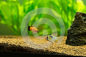 Ram cichlid and platy fish tropical fishes on a fish tank