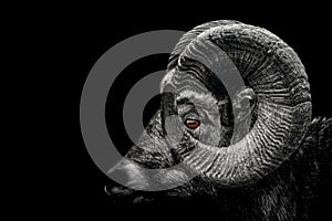 Ram , Close up of head and horns of a wild big horned , isolated to black Background , animal black white