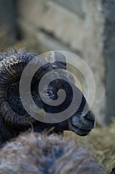 Ram in close-up profile