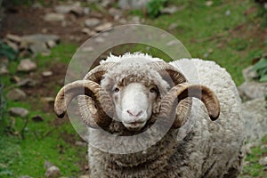 Ram with curly horns - close-up on face