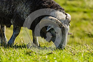 A ram eating from the grass
