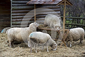 Ram eating hay on the farm