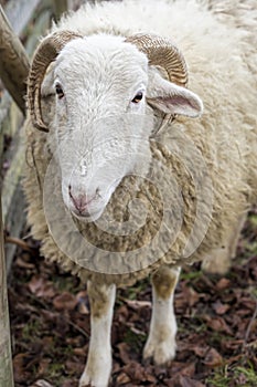 Ram eating hay on the farm