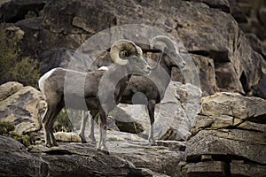 Ram and Ewe Bighorn Sheep Pair in Joshua Tree National Park