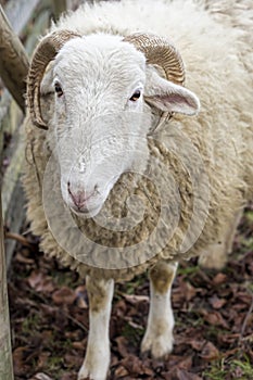 Ram on the farm